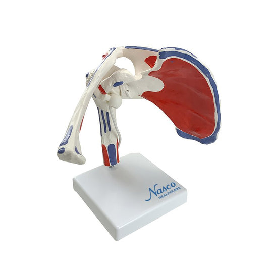 Shoulder with Muscle Insertion Model