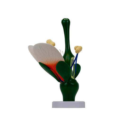 Dicotyledonous Flower, Enlarged