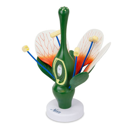 Dicotyledonous Flower, Enlarged