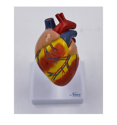 Model Jantung Anjing [SKU: MG36146]