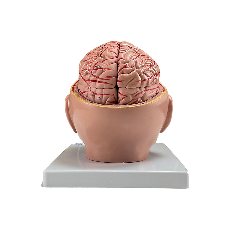 Muat gambar ke penampil Galeri, Model Otak dengan Arteri, 9 Bagian [SKU: MG36150]
