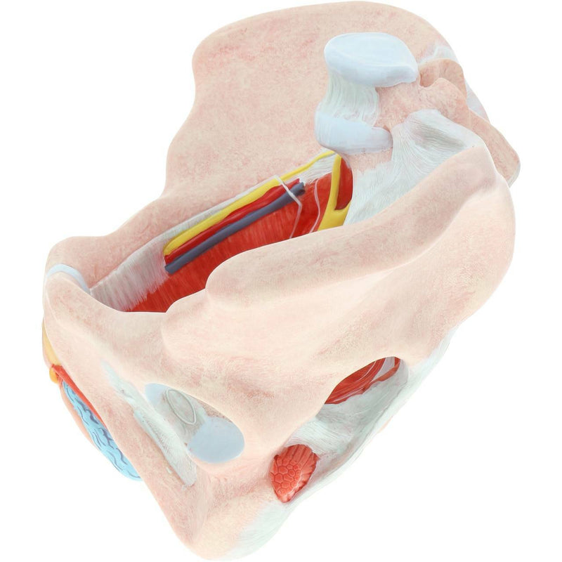 Cargue la imagen en el visor de la galería, Pelvis Femenina con Ligamentos, Vasos, Nervios y Modelo de Suelo Pélvico [SKU: MG36167]
