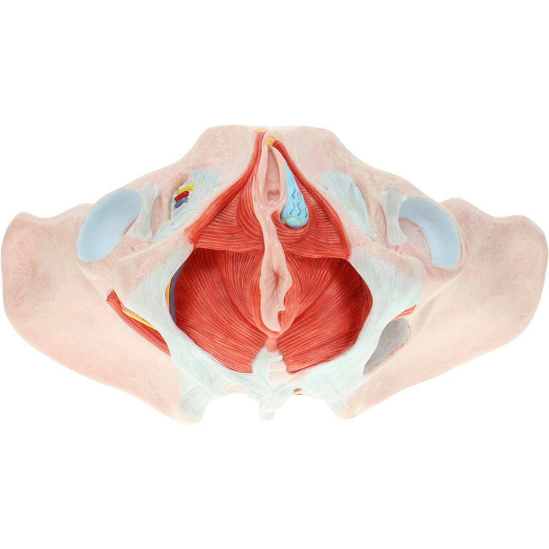 Cargue la imagen en el visor de la galería, Pelvis Femenina con Ligamentos, Vasos, Nervios y Modelo de Suelo Pélvico [SKU: MG36167]
