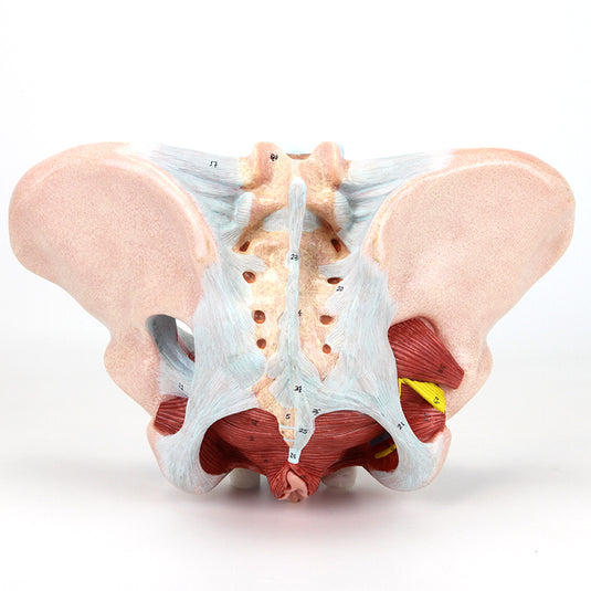 Pelvis Femenina con Ligamentos, Vasos, Nervios y Modelo de Suelo Pélvico [SKU: MG36167]