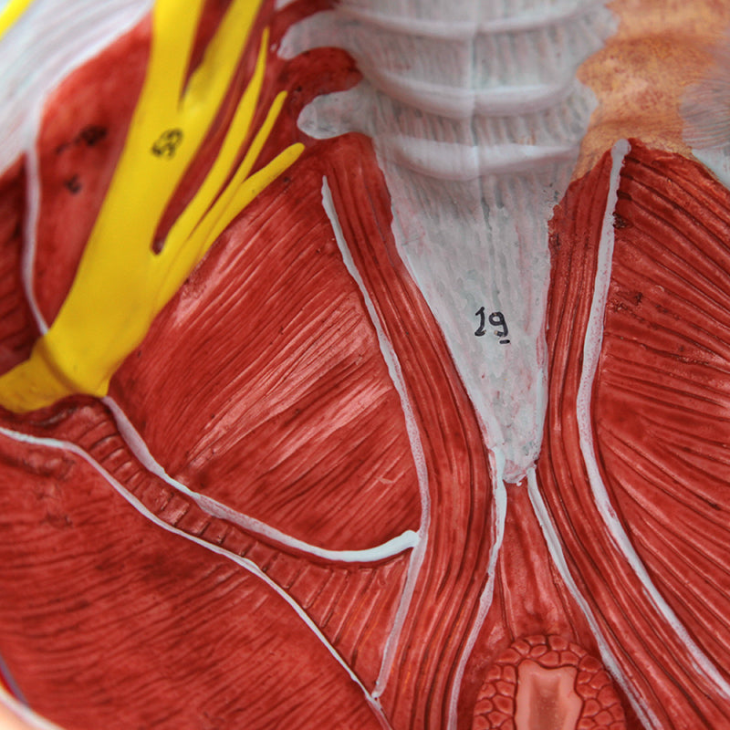 Cargue la imagen en el visor de la galería, Pelvis Femenina con Ligamentos, Vasos, Nervios y Modelo de Suelo Pélvico [SKU: MG36167]
