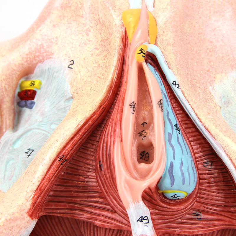 Cargue la imagen en el visor de la galería, Pelvis Femenina con Ligamentos, Vasos, Nervios y Modelo de Suelo Pélvico [SKU: MG36167]
