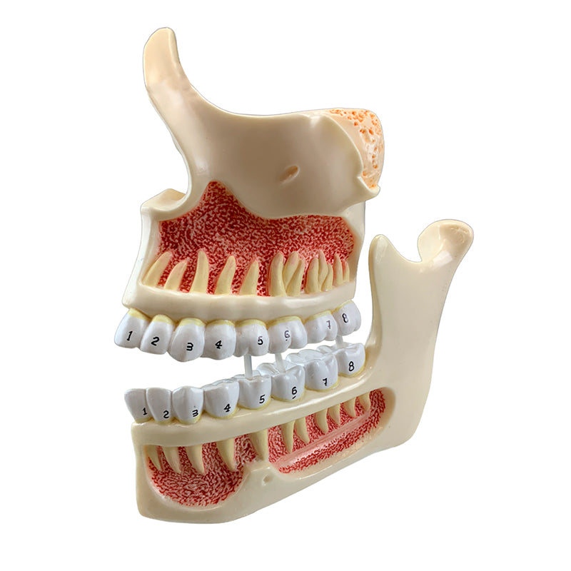 Load image into Gallery viewer, Development of Dentition Models Set, 4 Stages
