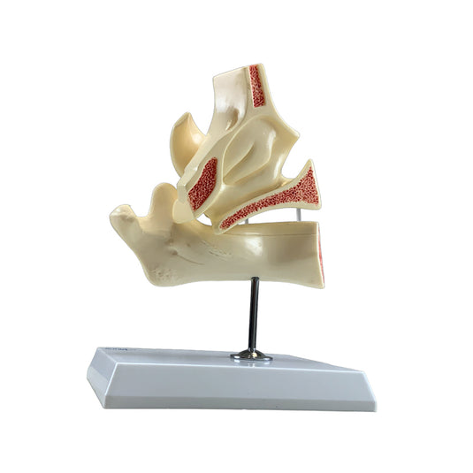 Development of Dentition Models Set, 4 Stages