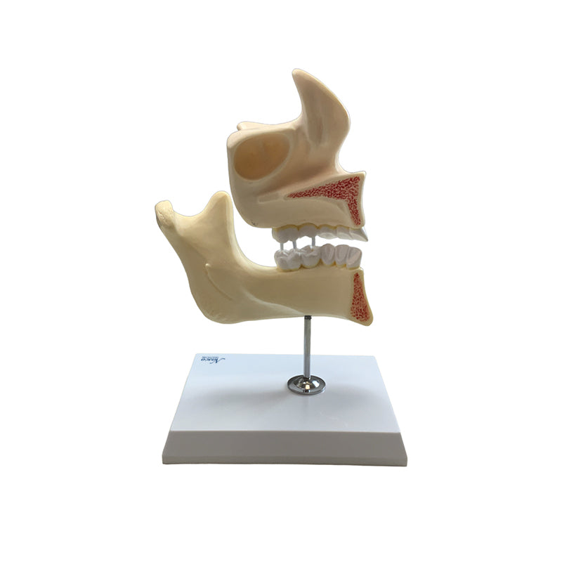 Load image into Gallery viewer, Development of Dentition Models Set, 4 Stages
