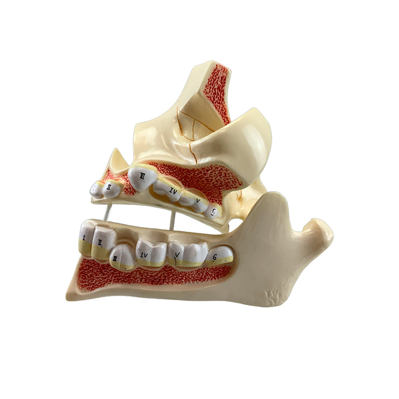 Load image into Gallery viewer, Development of Dentition Models Set, 4 Stages
