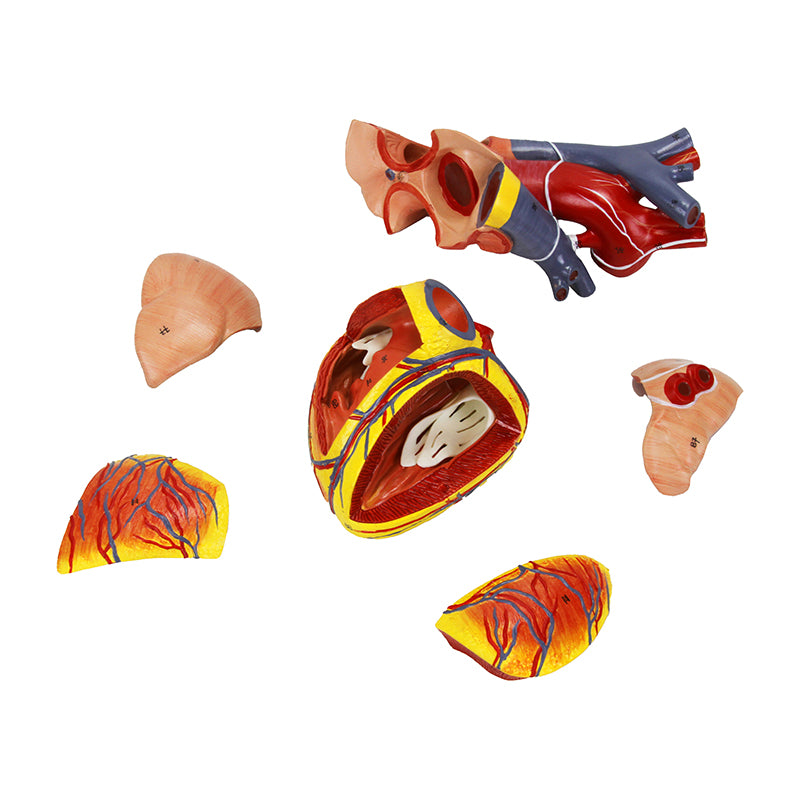 تحميل الصورة في عارض المعرض، نموذج تجويف الصدر، 16 جزء [SKU: MG36904]
