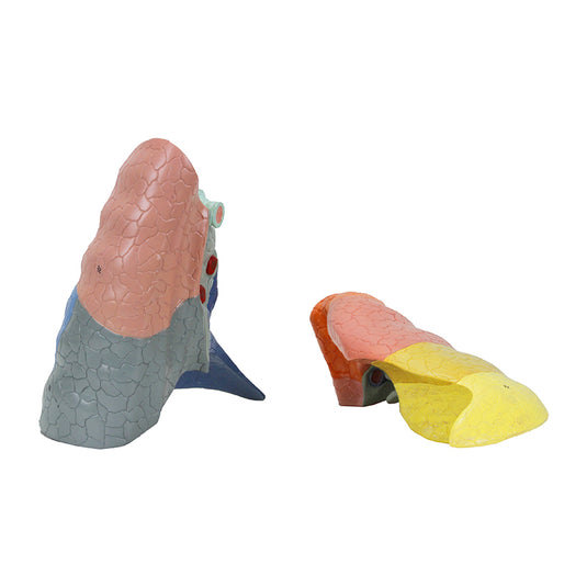 نموذج تجويف الصدر، 16 جزء [SKU: MG36904]