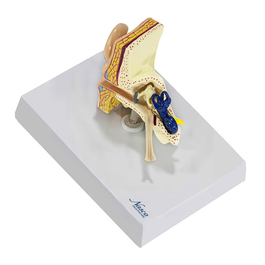 Modelo de Oreja [SKU: MG36905]