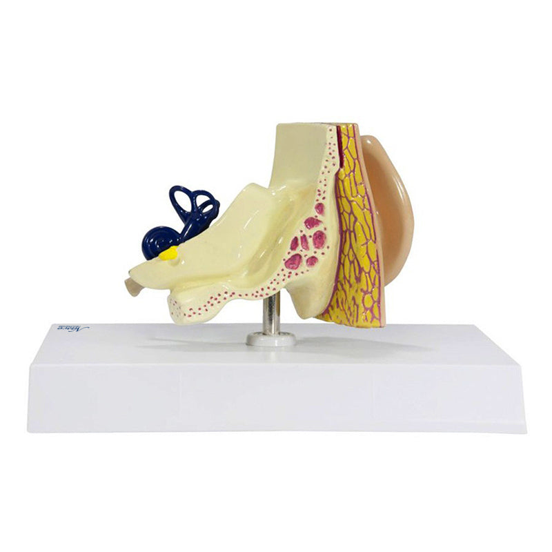 Cargue la imagen en el visor de la galería, Modelo de Oreja [SKU: MG36905]
