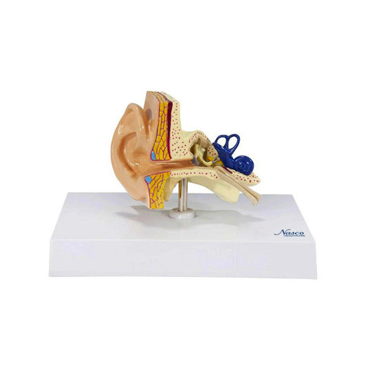 Modelo de Oreja [SKU: MG36905]