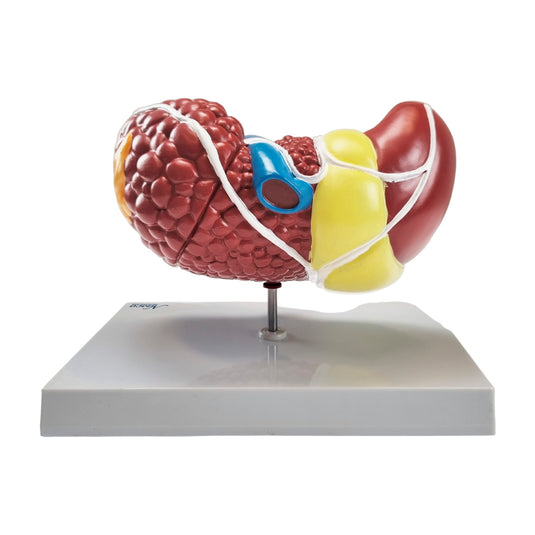 Liver Section with Pathologies Model