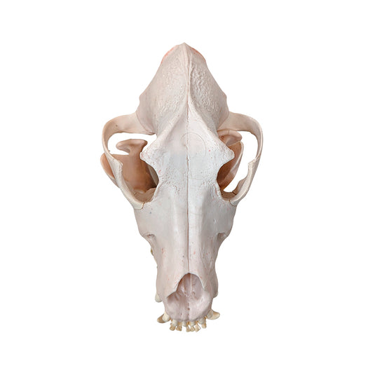 Skeletal Anjing Disartikulasi, Tidak Dipasang [SKU: MG36996]