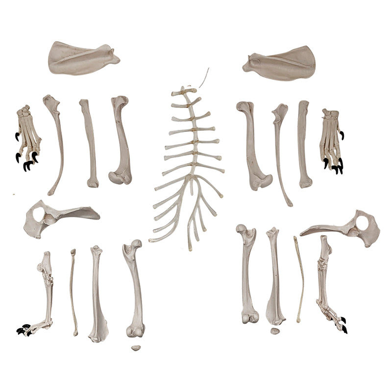 Muat gambar ke penampil Galeri, Skeletal Anjing Disartikulasi, Tidak Dipasang [SKU: MG36996]

