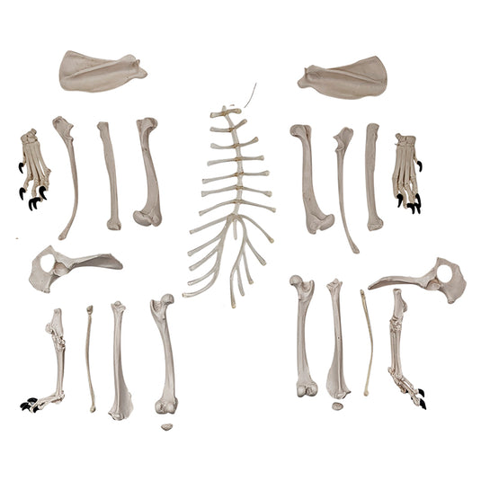 Skeletal Anjing Disartikulasi, Tidak Dipasang [SKU: MG36996]