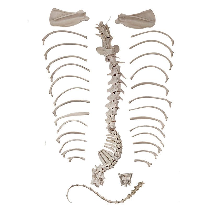 Muat gambar ke penampil Galeri, Skeletal Anjing Disartikulasi, Tidak Dipasang [SKU: MG36996]
