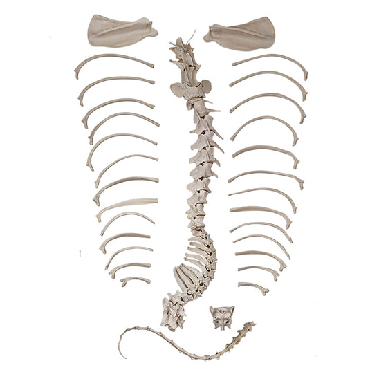Skeletal Anjing Disartikulasi, Tidak Dipasang [SKU: MG36996]