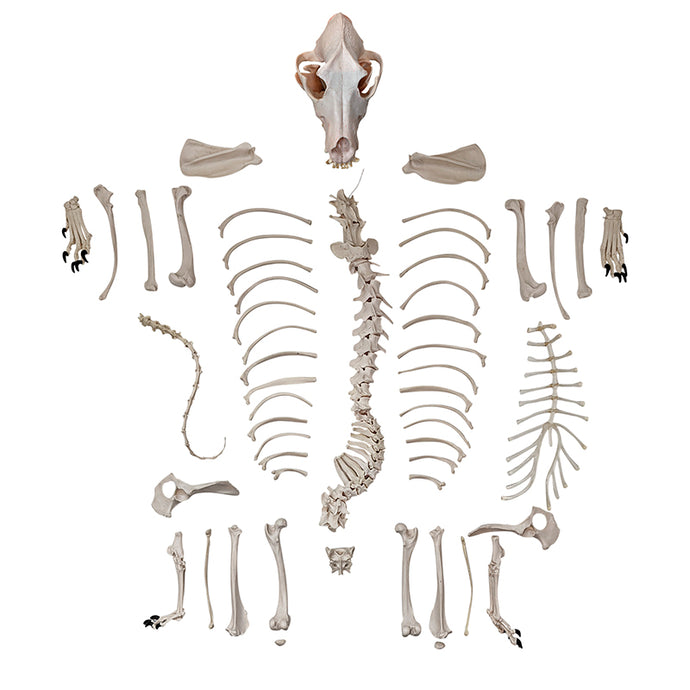Skeletal Anjing Disartikulasi, Tidak Dipasang [SKU: MG36996]