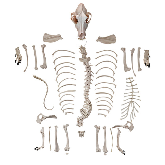Skeletal Anjing Disartikulasi, Tidak Dipasang [SKU: MG36996]