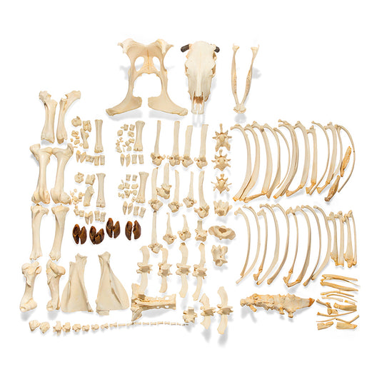 Disarticulated Bovine Skeleton, Unmounted