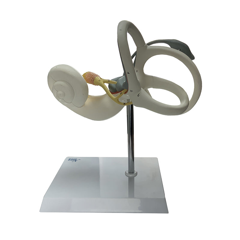 Load image into Gallery viewer, Coclea Model, 2 Parts
