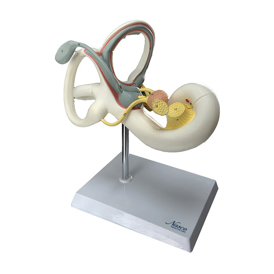 Coclea Model, 2 Parts