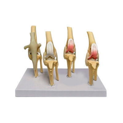 Model Osteoartritis K9 Lutut [SKU: MG38400]