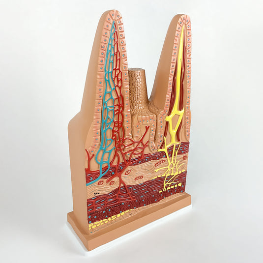 Intestinal Villi Model, 100X Enlarged