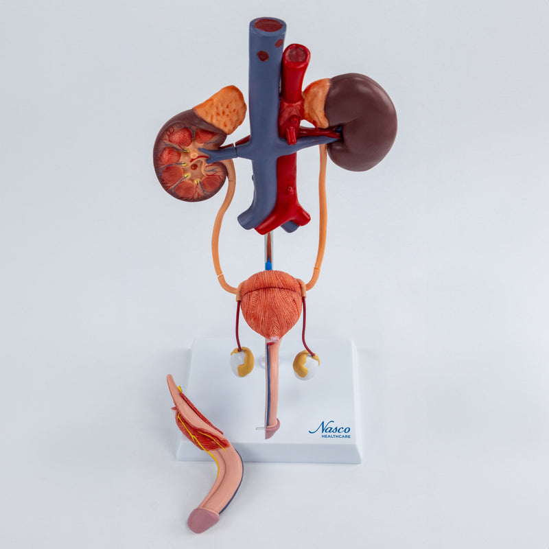 Load image into Gallery viewer, Male Urinary System Model
