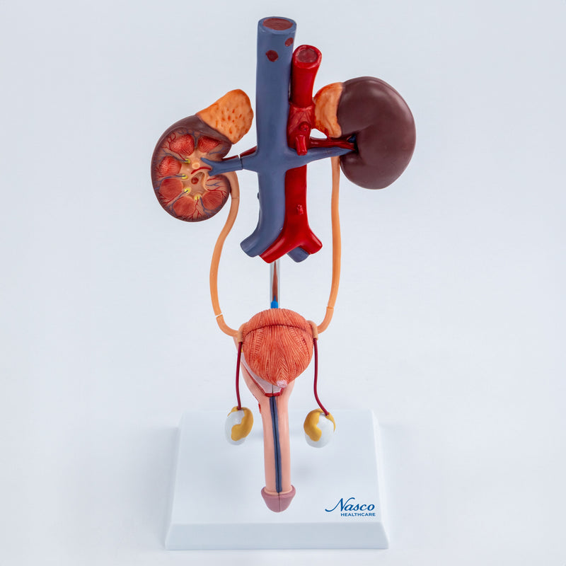 Load image into Gallery viewer, Male Urinary System Model
