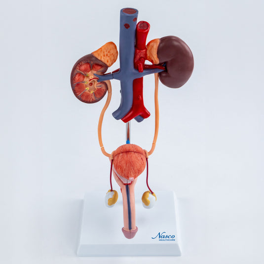 Male Urinary System Model