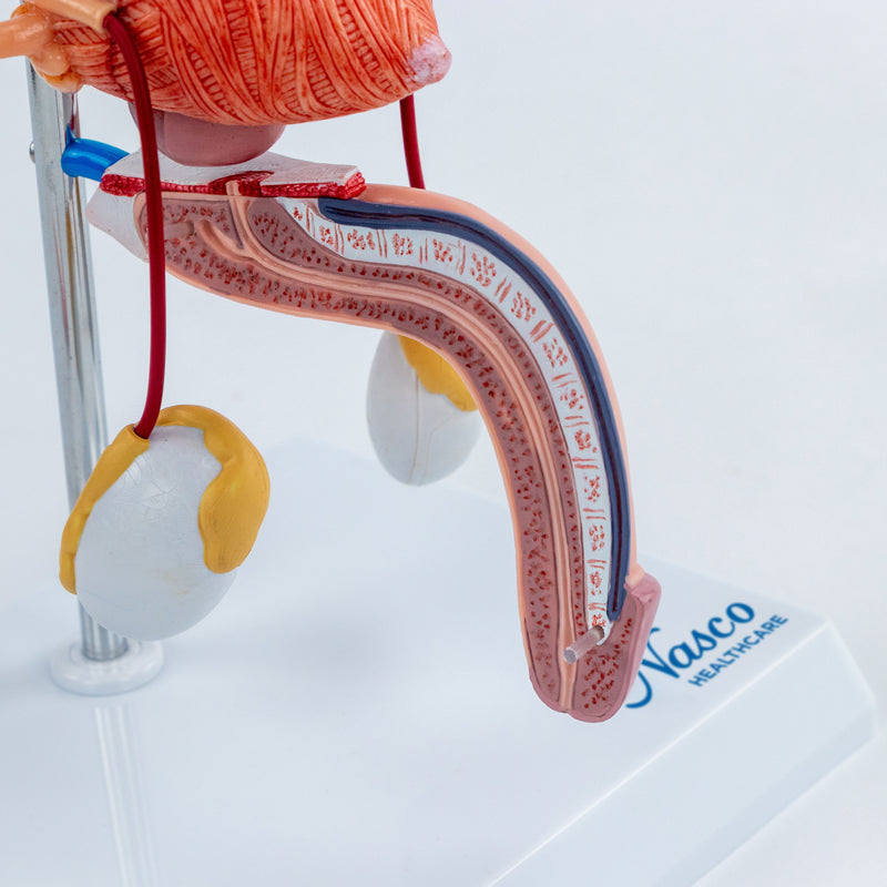 Load image into Gallery viewer, Male Urinary System Model
