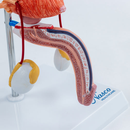 Male Urinary System Model