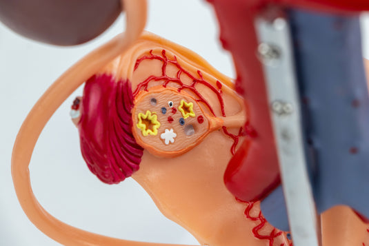 Female Urinary System Model