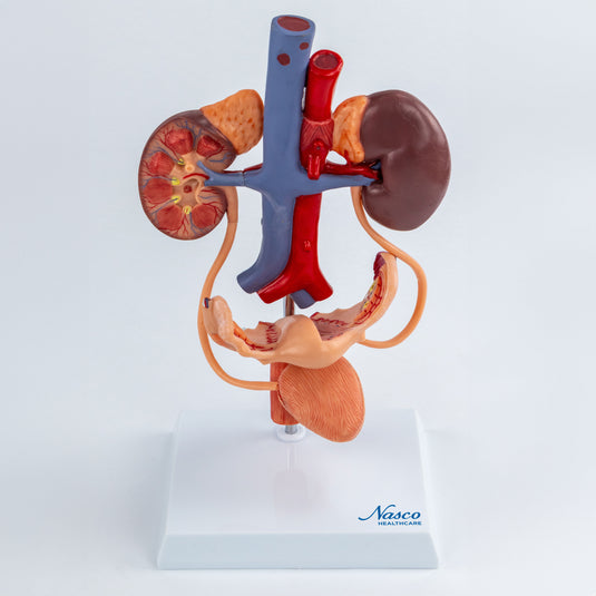 Female Urinary System Model
