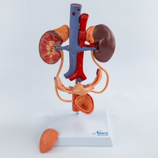 Female Urinary System Model