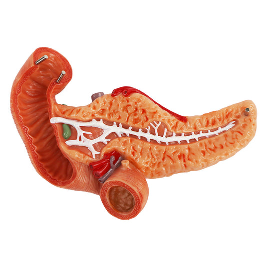 Modelo de Estómago con Páncreas y Duodeno, 3 Partes [SKU: MG40891]
