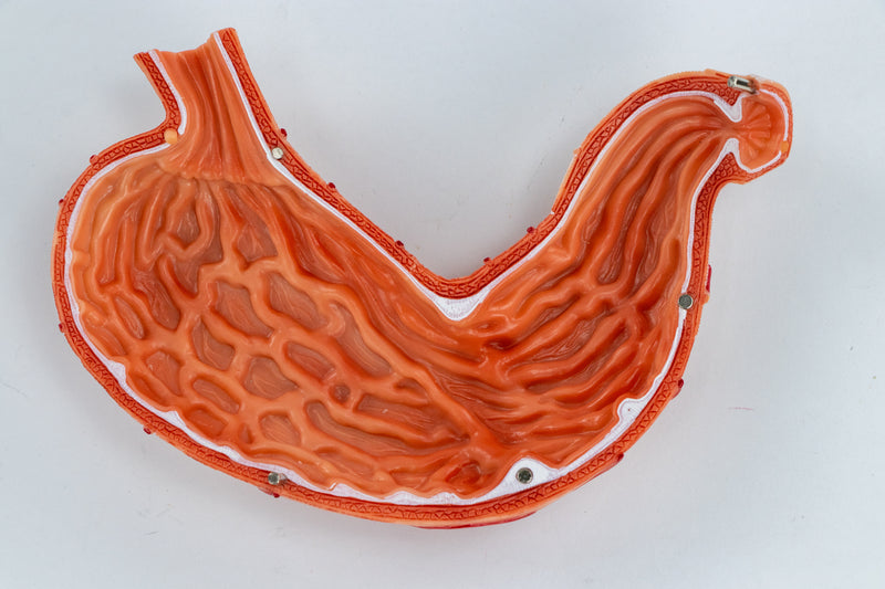 Cargue la imagen en el visor de la galería, Modelo de Estómago con Páncreas y Duodeno, 3 Partes [SKU: MG40891]
