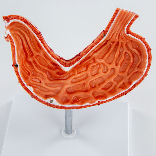Modelo de Estómago con Páncreas y Duodeno, 3 Partes [SKU: MG40891]