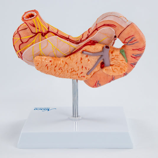 Modelo de Estómago con Páncreas y Duodeno, 3 Partes [SKU: MG40891]
