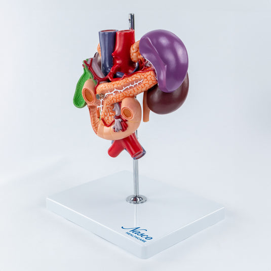 Modelo de Riñones con Órganos Abdominales Posteriores, 3 Partes [SKU: MG40892]