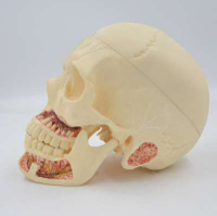 Deluxe Human Skull, 10 Parts