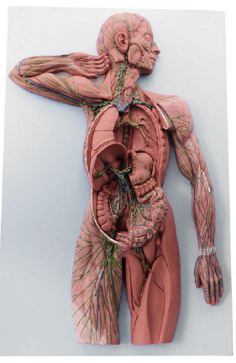 Human Lymphatic System