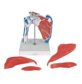 Human Shoulder Joint With Rotator Cuff, 5 Parts