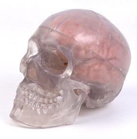 Transparent Human Skull With Brain, 11 Parts