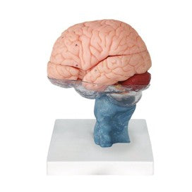 Cargar imagen en el visor de la Galería, Cerebro Humano con Columna Cervical, 15 Partes

